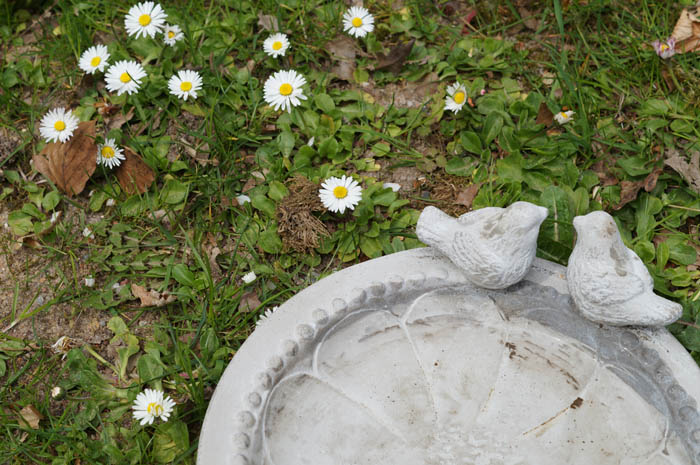 Ferienhof Rademacher - Vögel und Insekten herzlich willkommen