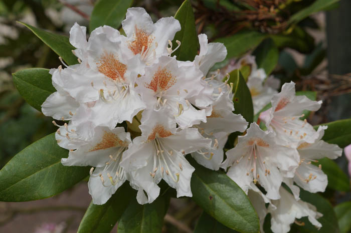 Ferienhof Rademacher - Blüten der Rothedendren