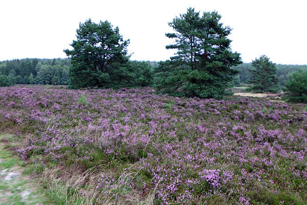 Ferienhof Rademacher - Lüneburger Heide