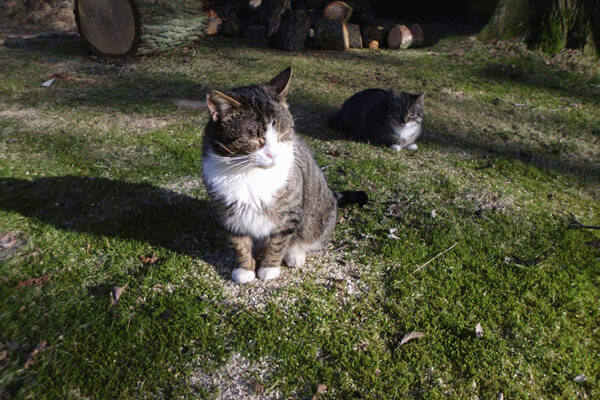 Ferienhof Rademacher - Kater Harry