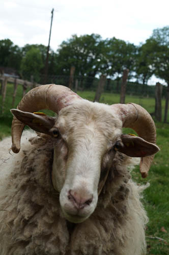 Ferienhof Rademacher - Haniball