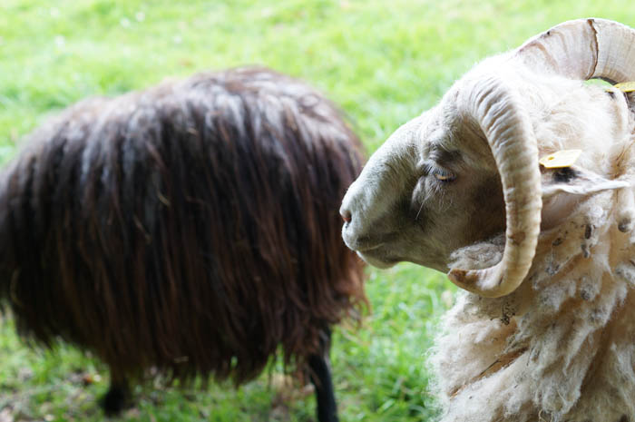 Ferienhof Rademacher - Tiere auf dem Hof